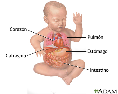 Anatomía normal