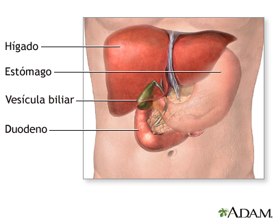 Anatomía normal