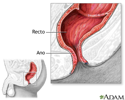 Anatomía normal