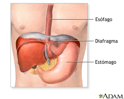 Anatomía normal