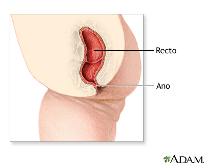 Anatomía normal