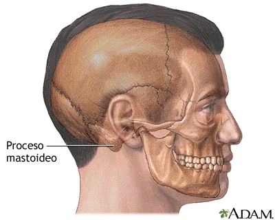 Anatomía normal