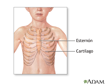 Anatomía normal