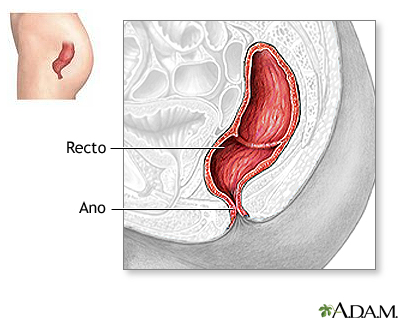 Anatomía normal