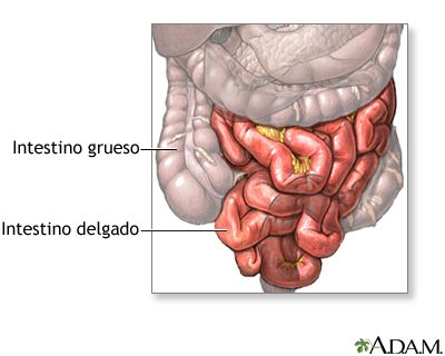 Anatomía normal