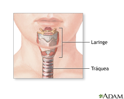 Anatomía normal