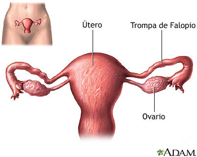 Anatomía normal