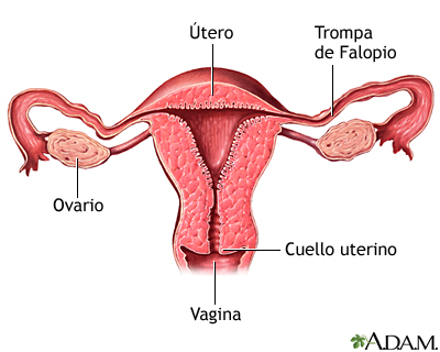 Corte transversal de anatomía uterina normal