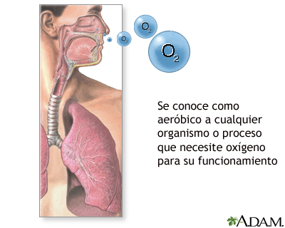 Organismos aeróbicos