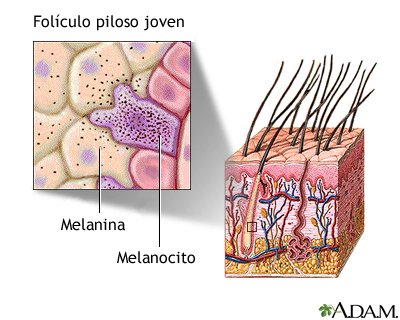 Folculo piloso de una persona joven