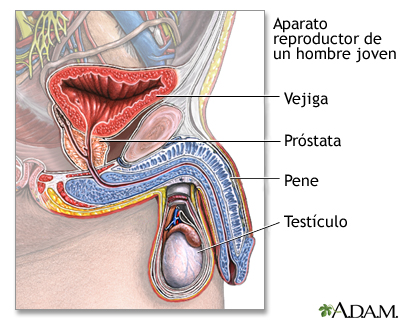 Sistema reproductivo de un hombre joven