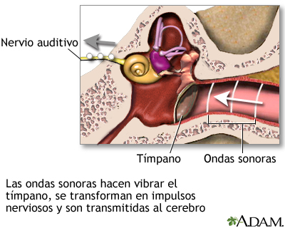 Sentido de la audición