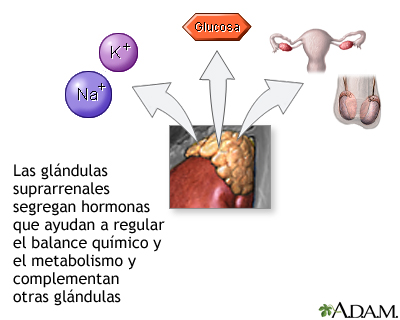 Secreción hormonal de las glándulas suprarrenales