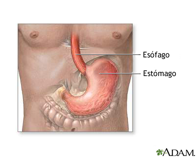 Estómago y revestimiento del estómago