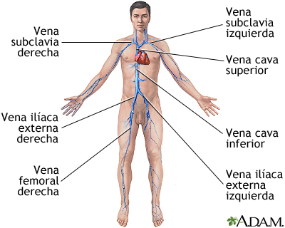 Venas profundas