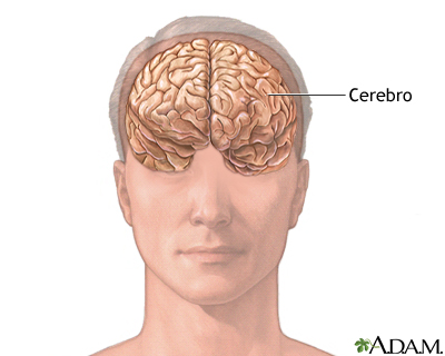 Anatomía de un cerebro normal