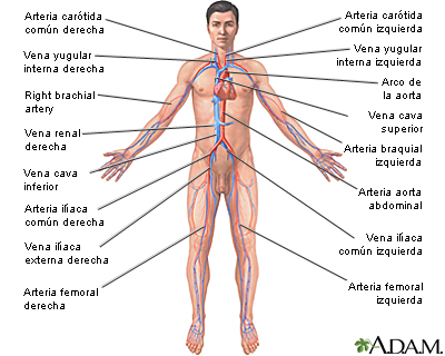 Sistema circulatorio