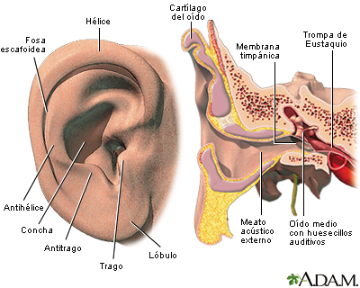 Oído externo e interno