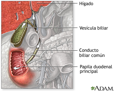 Trayecto de la bilis