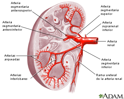 Suministro sanguíneo del riñón