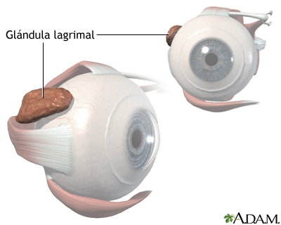 Anatomía de la glándula lagrimal