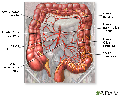 Suministro sanguíneo al intestino grueso