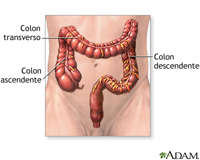 Intestino grueso