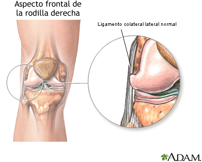 Ligamento colateral externo