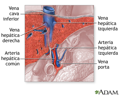 Suministro sanguíneo del hígado