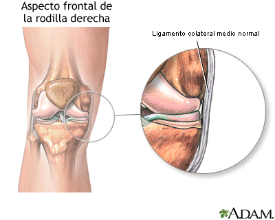 Ligamento medial colateral