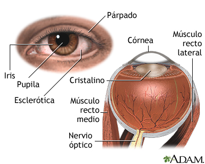 Anatomía interna y externa del ojo