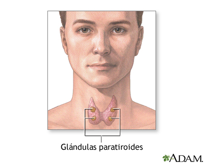 Gl&#225;ndulas paratiroides