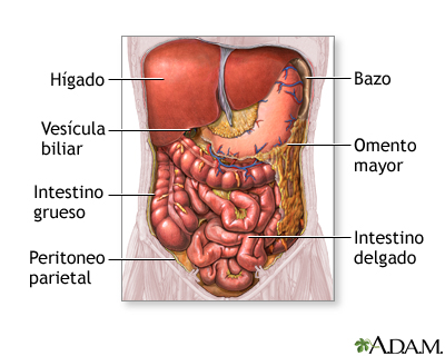 Organos abdominales