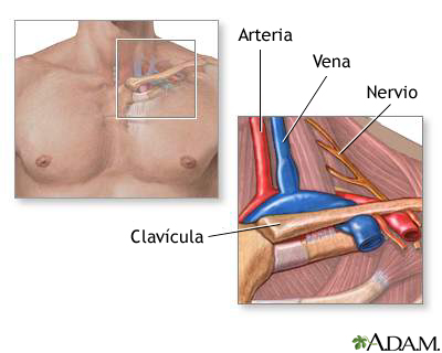 Anatomía de la salida del tórax