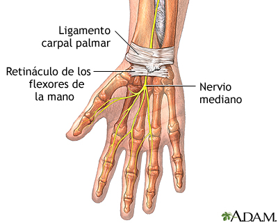 Anatomía de la muñeca