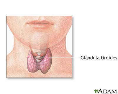 Anatomía de la tiroides en el niño