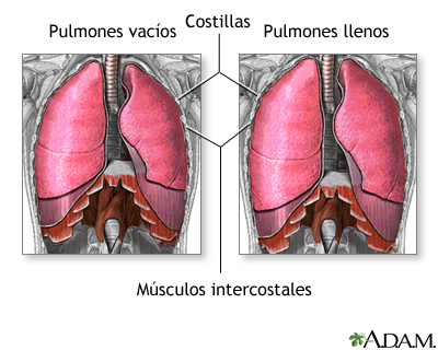 Respiración