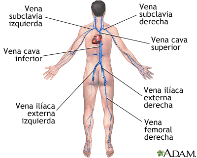 Venas profundas