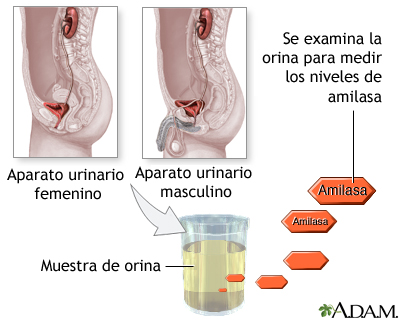 Prueba de amilasa en orina