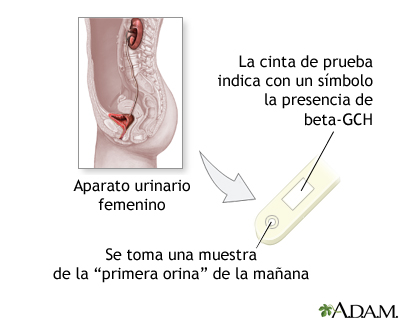 Prueba de embarazo