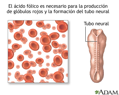 Ácido fólico