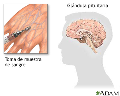 Examen de estimulación de la hormona del crecimiento