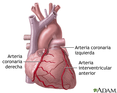 Arterias cardíacas anteriores