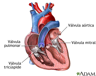 Válvulas cardíacas