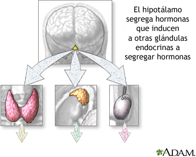 Producción hormonal del hipotálamo