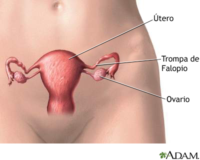 Anatomía reproductiva femenina