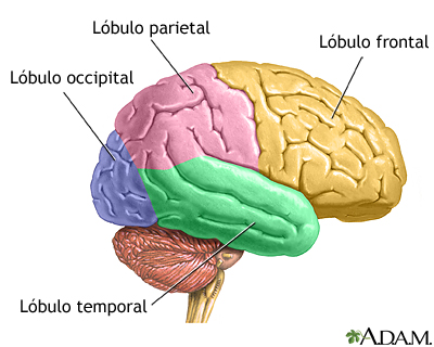 Lóbulos del cerebro