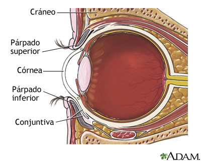 Anatomía del ojo