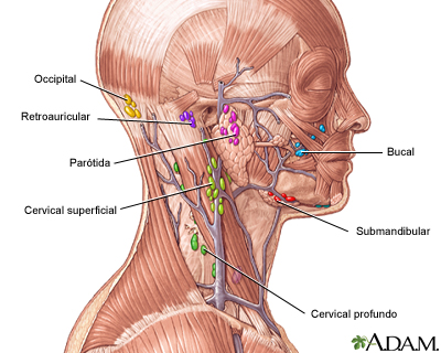 Tejido linfático en la cabeza y el cuello