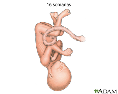 Feto de 16 semanas